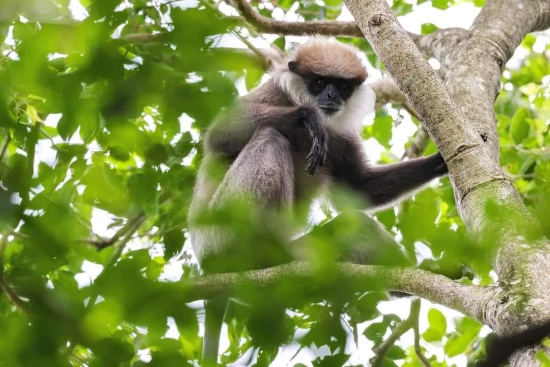 Purple faced langur sri lanka bolgoda lake.jpg