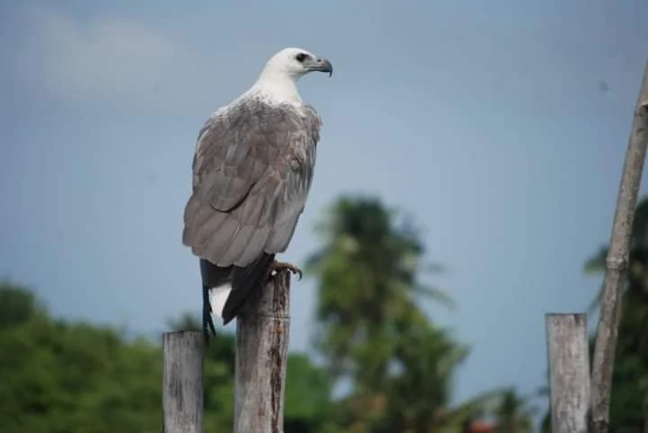 Sea Eagle Bolgoda Lake sri lanka.jpg