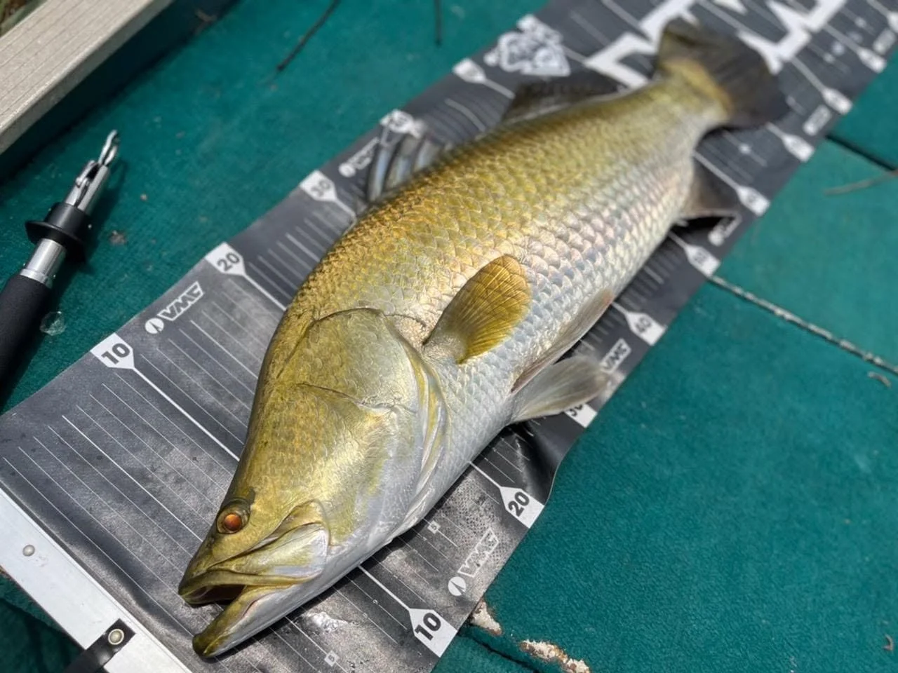 Barramundi Sri Lanka Bolgoda Lake.jpg
