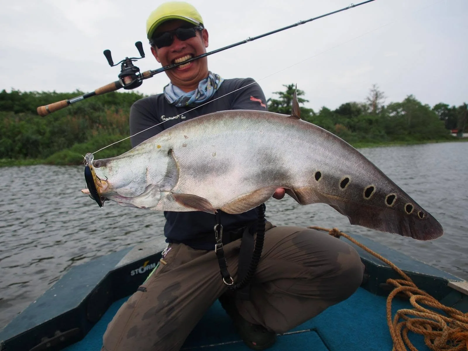 Featherback sri lanka Bolgoda lake.jpg