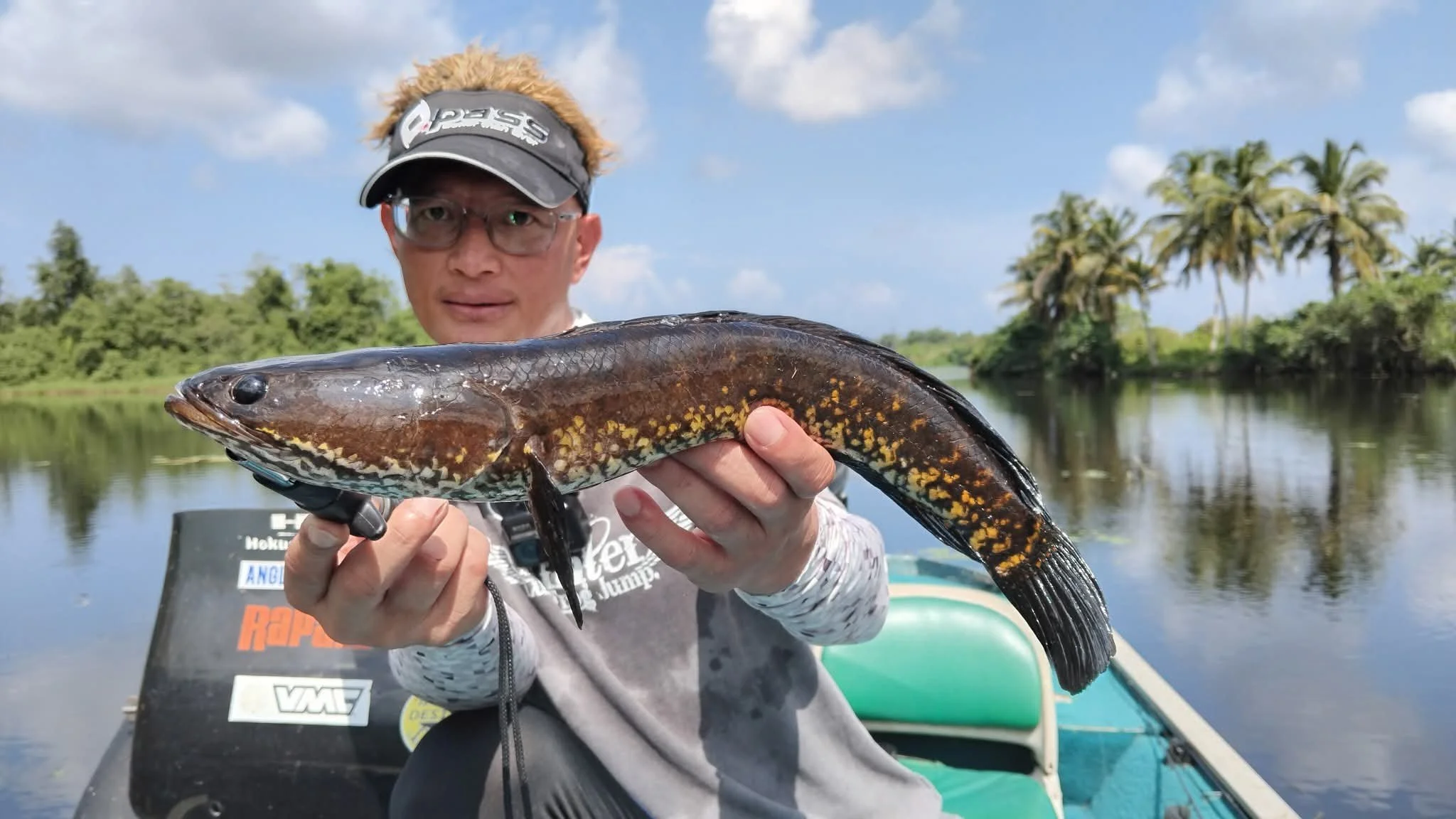 Chevron snakehead sri lanka Bolgoda Lake.jpg