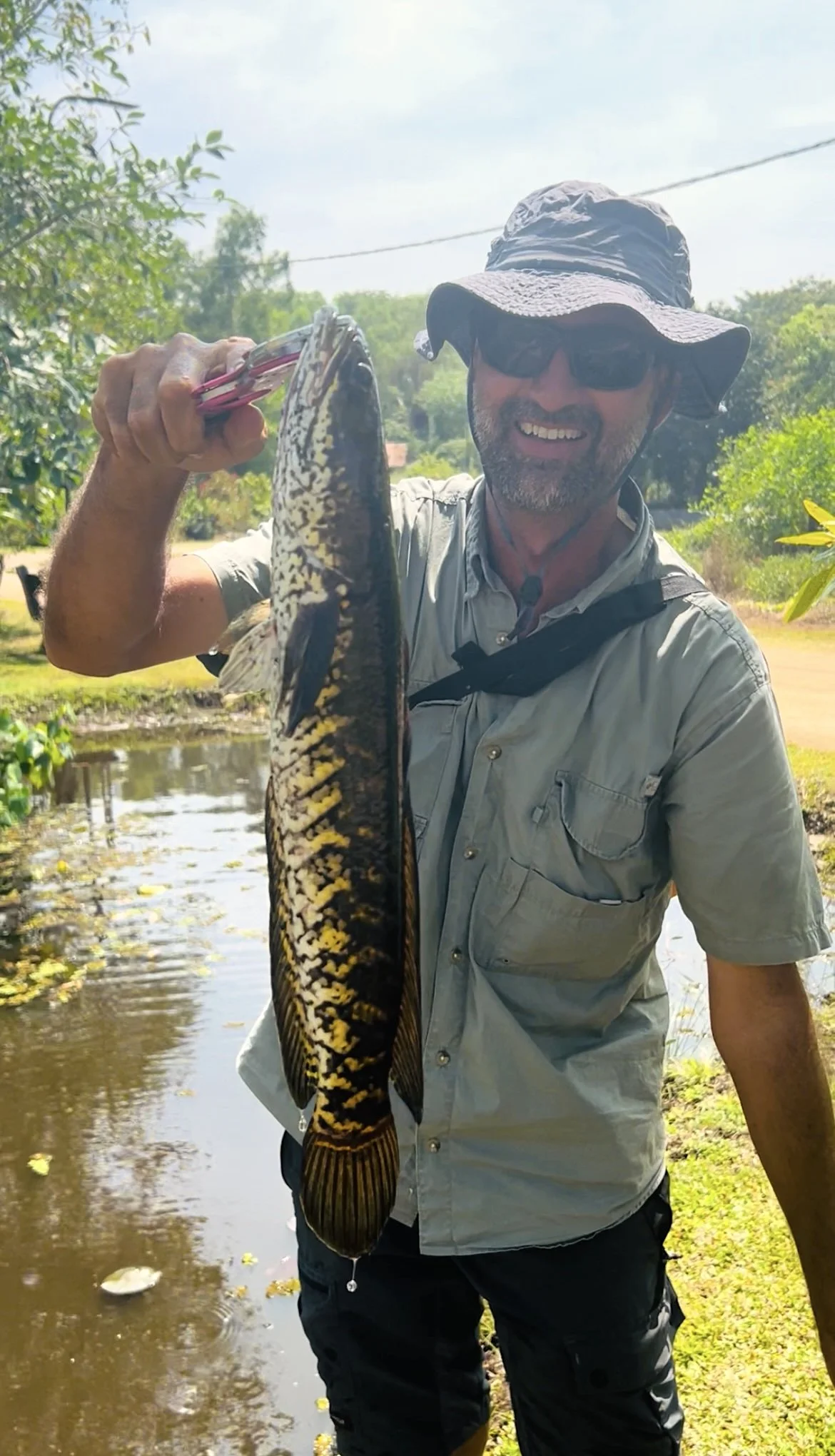 Chevron snakehead.jpeg