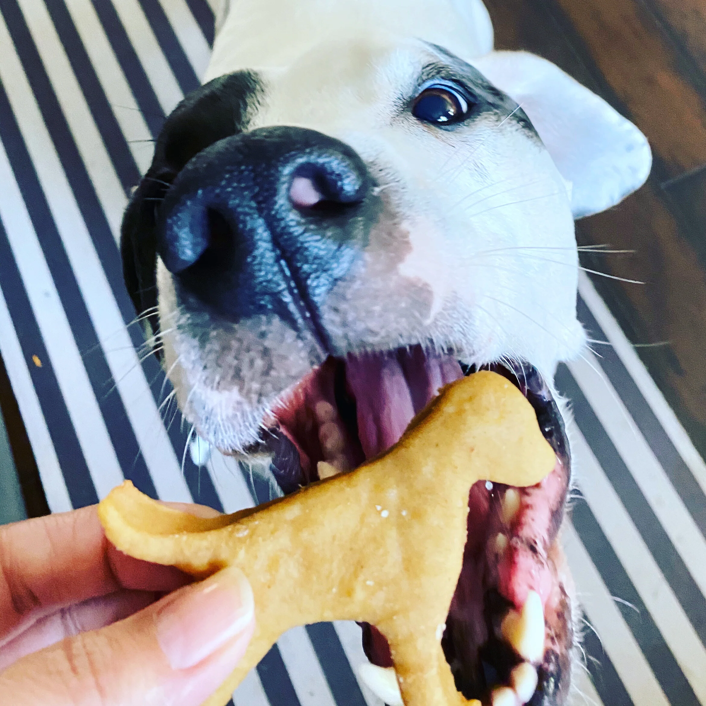 Baking More Nowadays? Me too, but not just for our Humans.