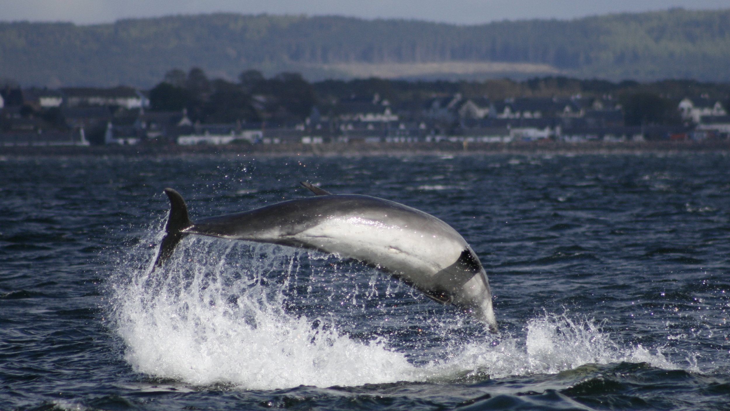 Moray Firth dolphin.jpg