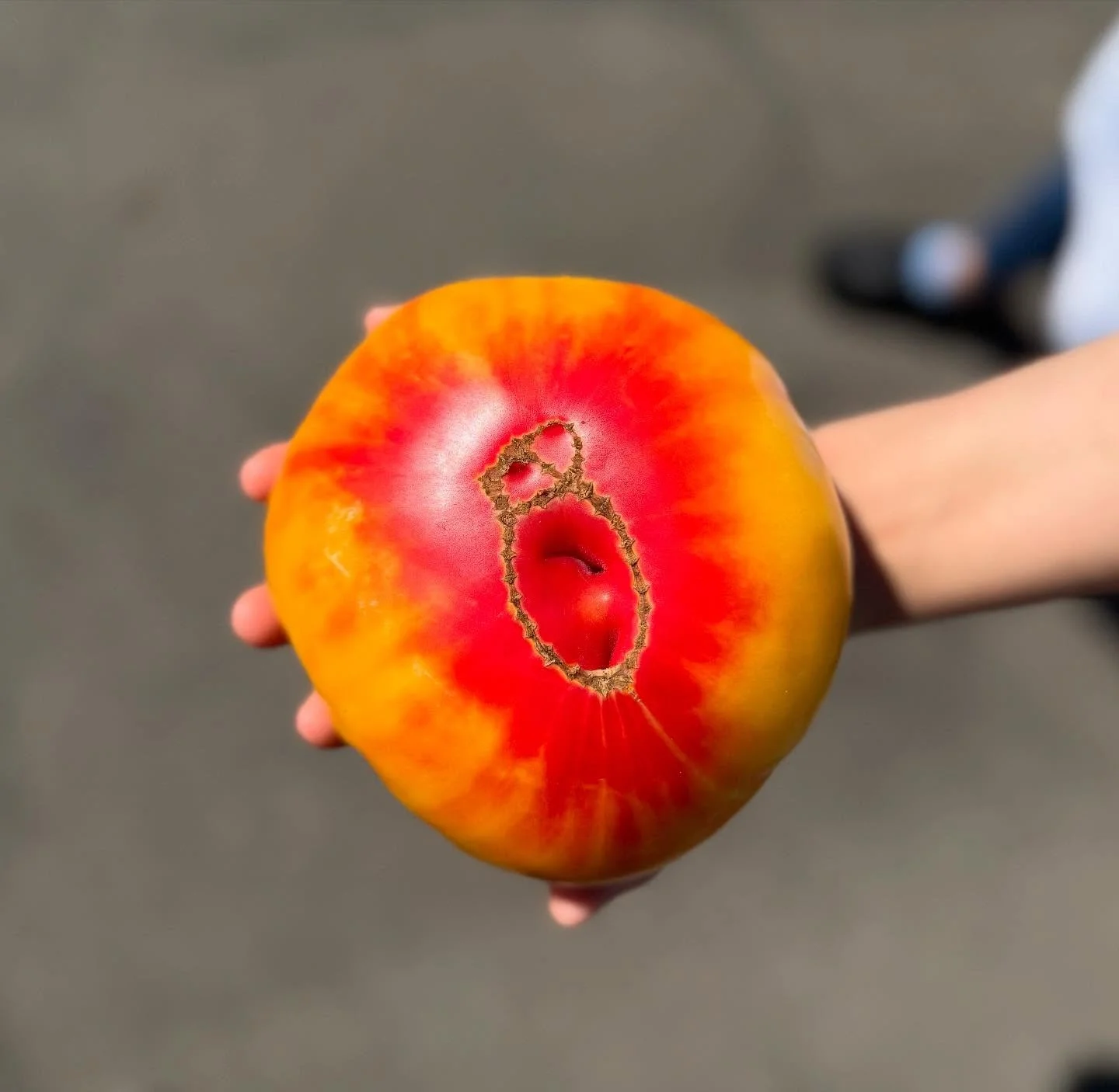 Local Organic Heirloom Tomatoes are HERE!!! That means the new lunch menu is live. Come on in and choose from a BLT, Caprese, Turkey Bacon Pesto Panini or our Barbacoa Grilled Cheese. Tomatoes are from @hoodriverupickorganic and our pesto is made fro