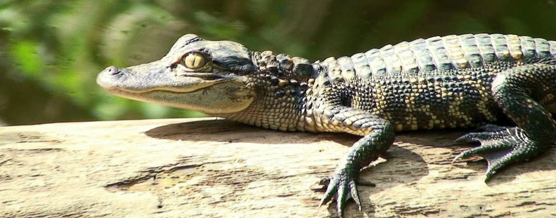 Baby_Gator.jpg