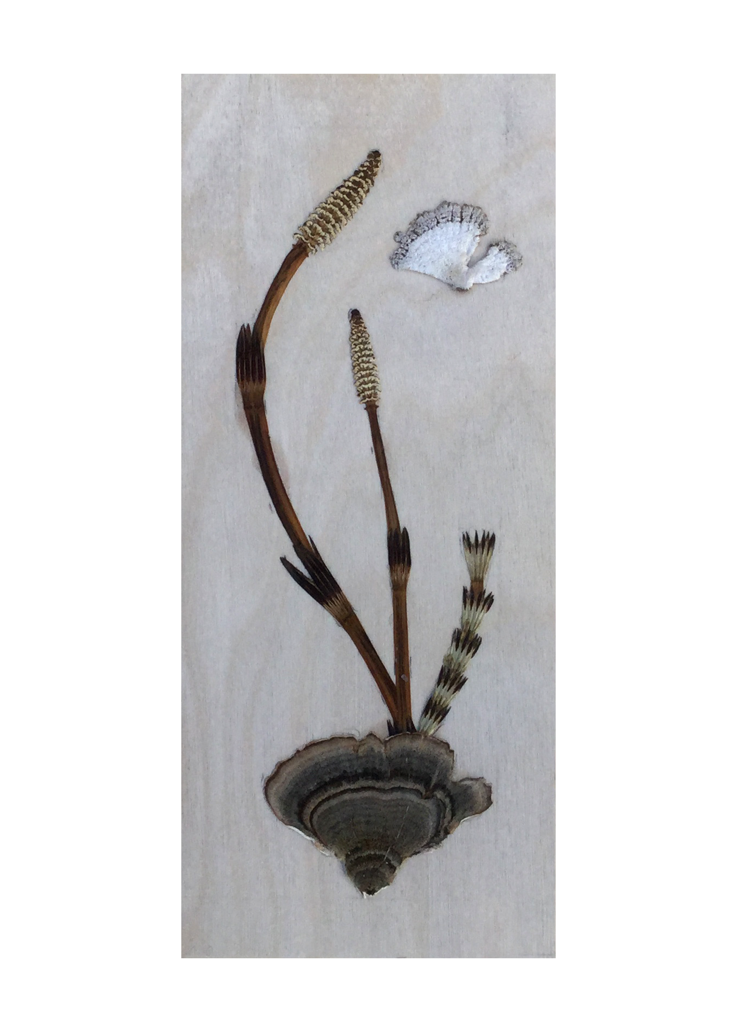 “Horsetail” series
