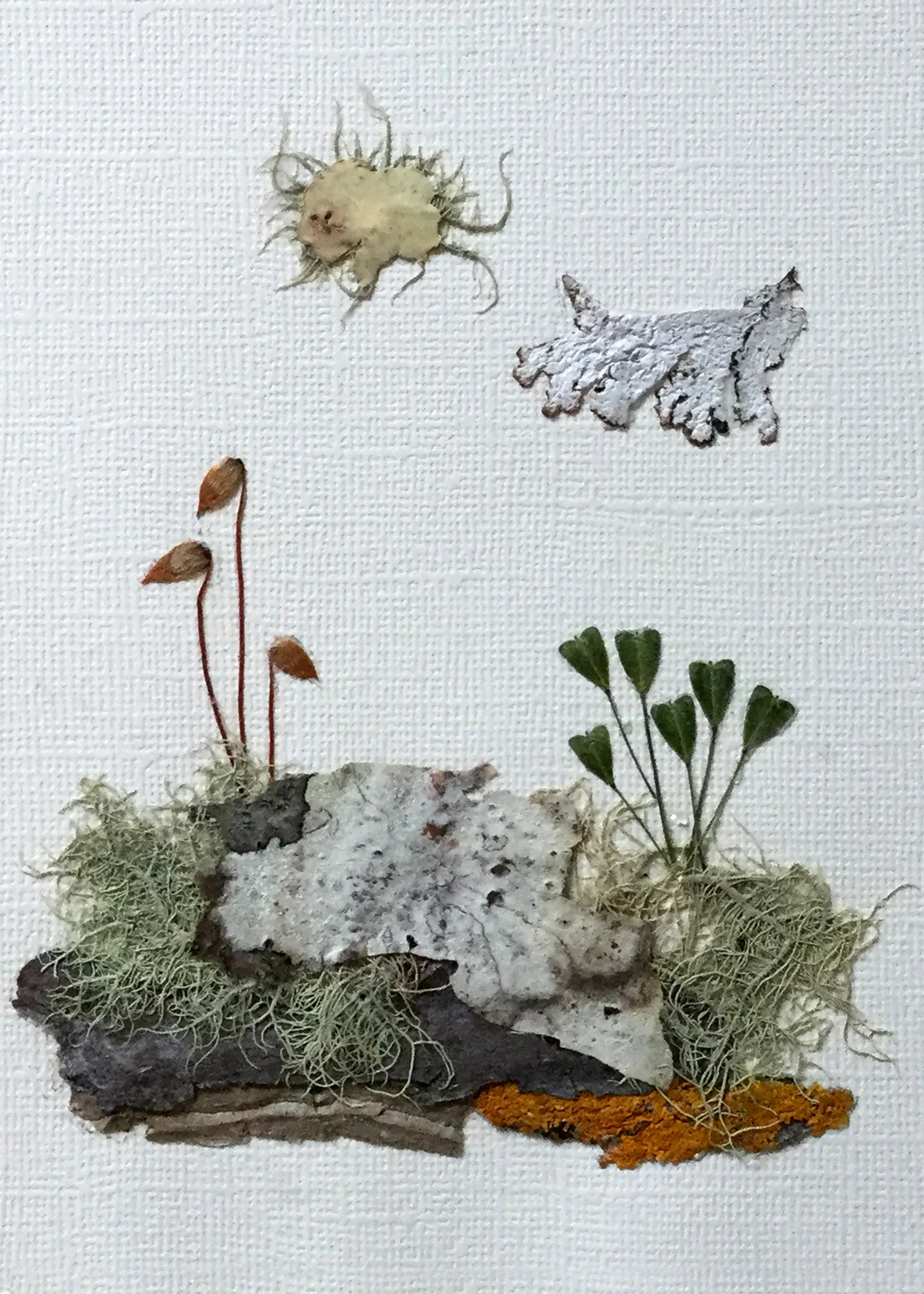 “Spamingos/Heart Island, East Shore”