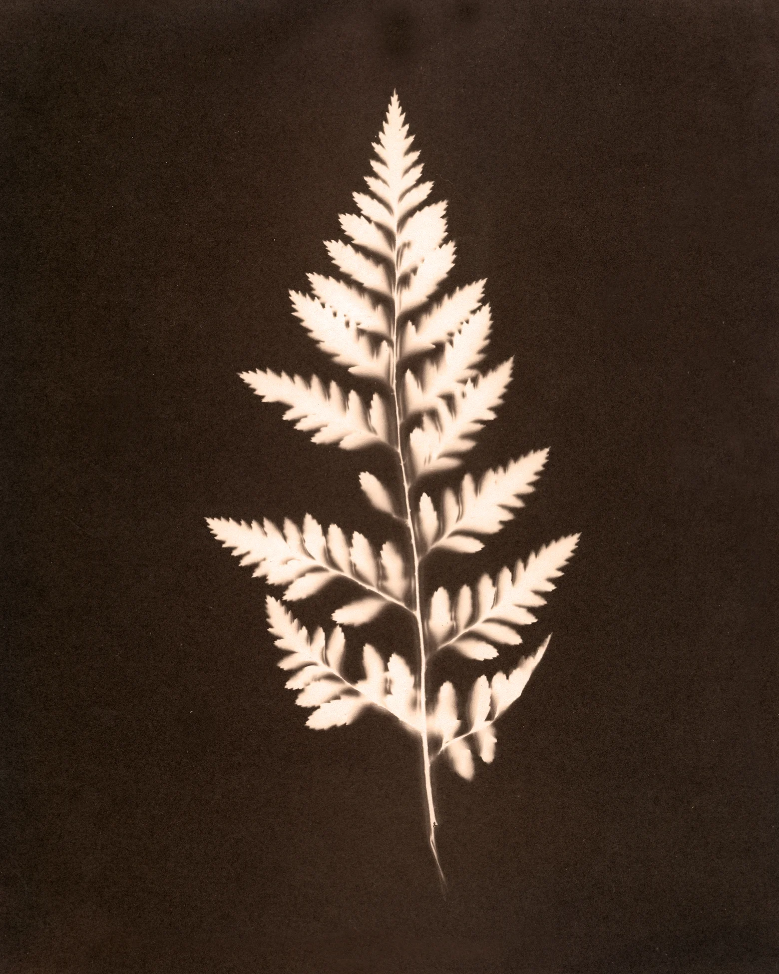 Salted Paper Print. 8"x10". This is a process that involves hand-coating the paper with a mixture of silver and salt and placing an image or an object (like leaves, flowers, etc) on to the paper and exposing it to light.