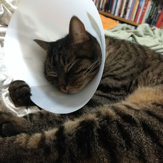 The paw on the edge of the cone is killing me.