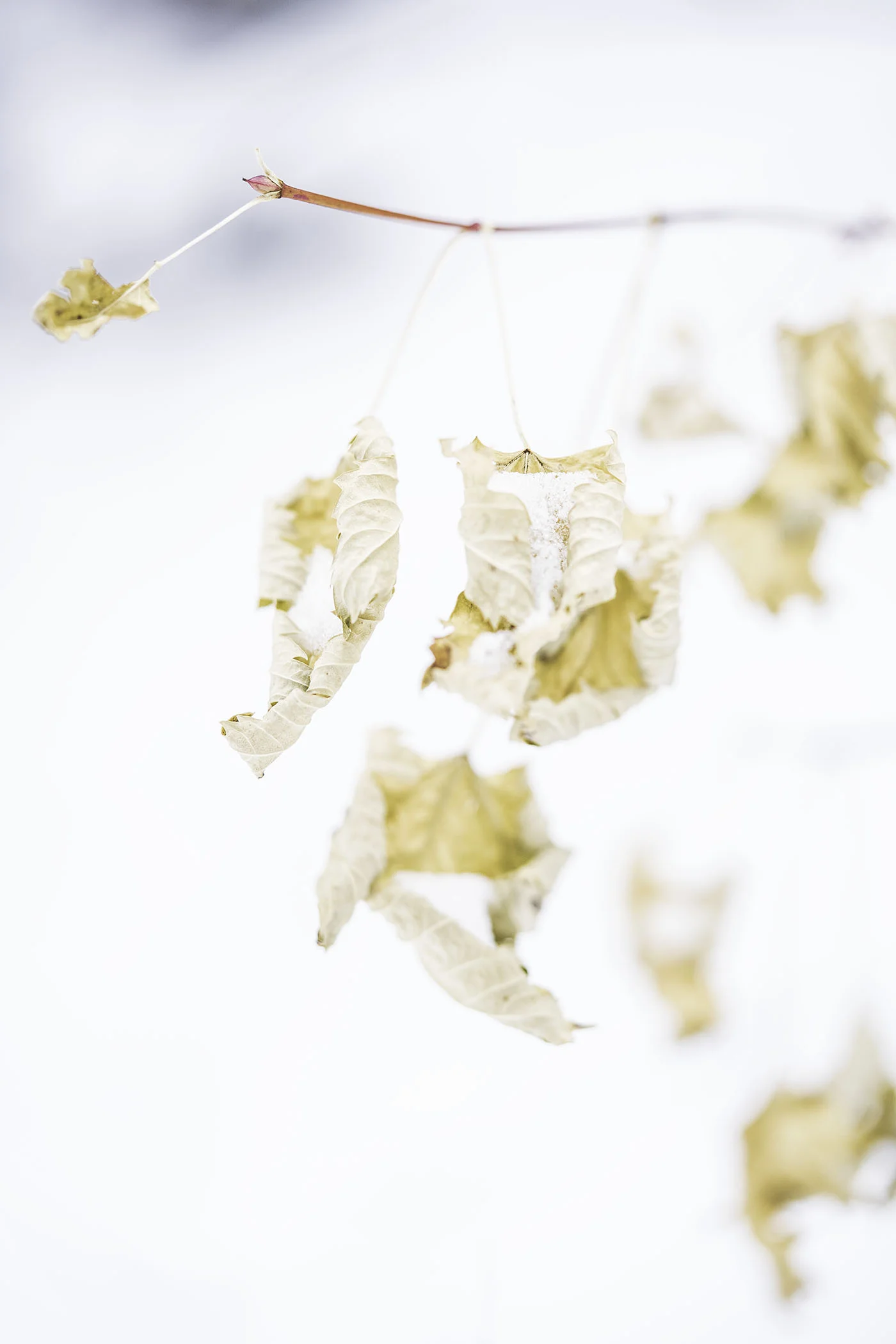 Snowy Leaf