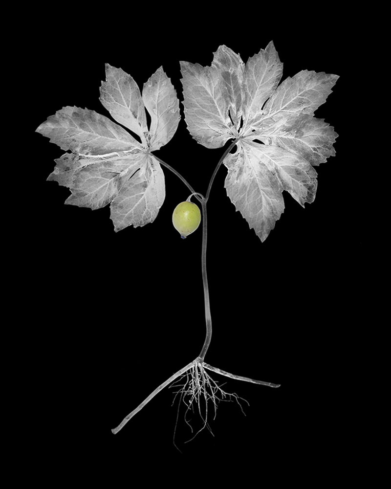 Mayapple