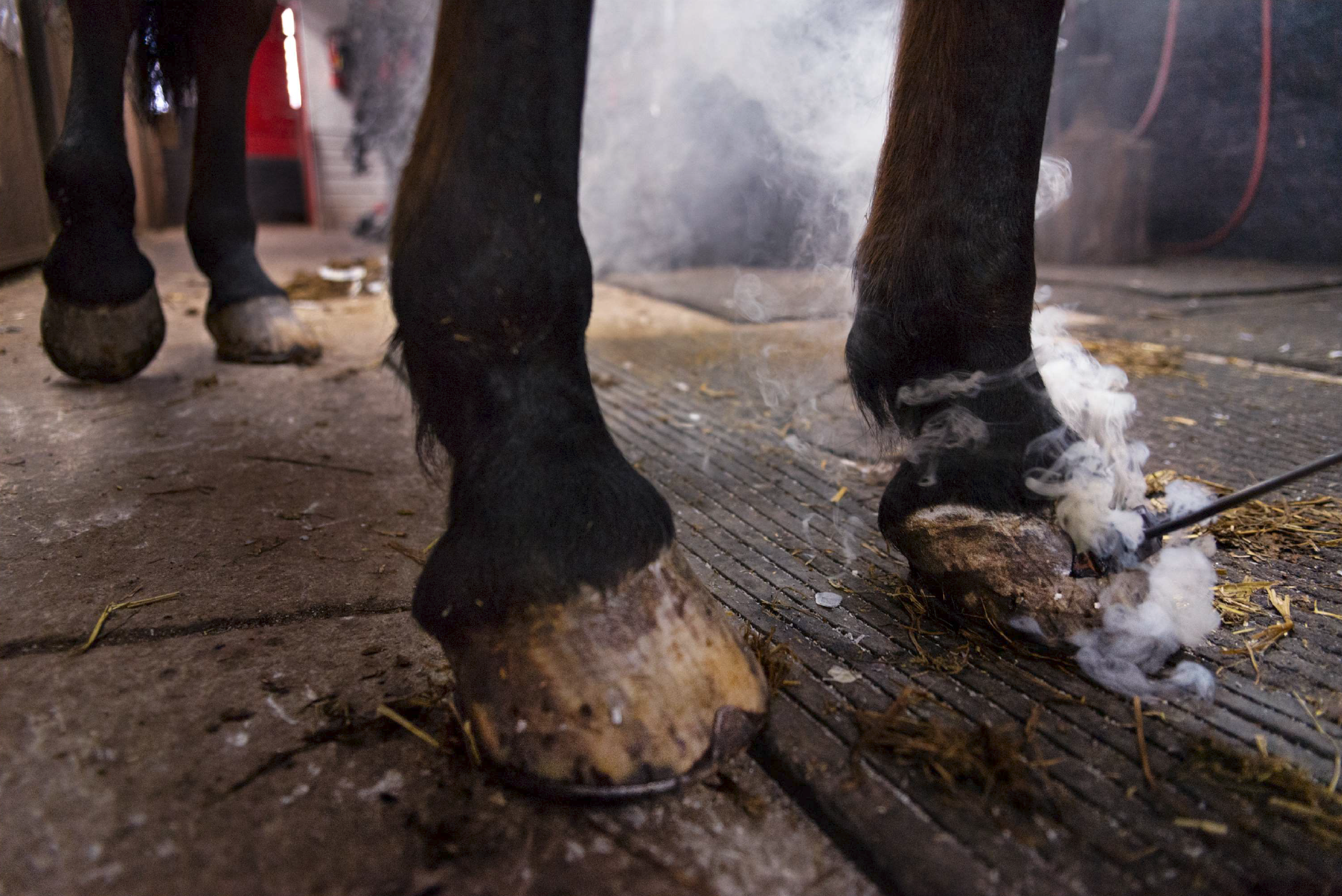  Stableman brands the front hoofs of a horse with its unique numbers in Clinton Park Stable, New York, January 2019.  Like license plate, the numbers on the front hoofs are the way to track the horse back to its owner. The fine for an unmarked horse,