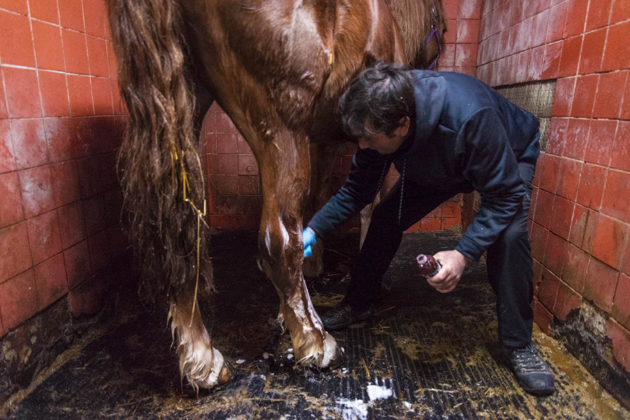  Tino washes his horse in Clinton Park Stable in Manhattan, New York, January 2019.  "The horse knows we are going home, to the stable", said Tino, who moved to New York from Sicily, Italy, 26 years ago. "I just want to relax, to chill, to be with th