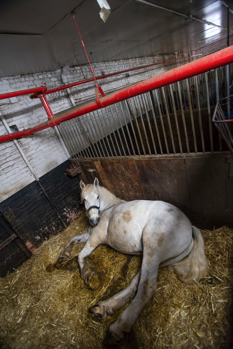  A horse in his stall, Clinton Park Stable, New York, May 2019. 
