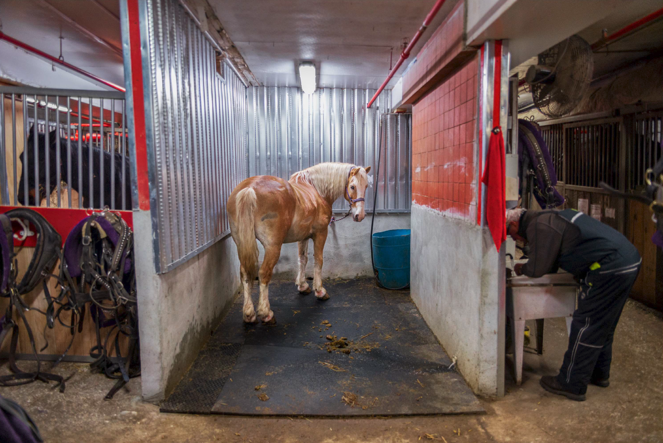  A horse waits to be washed in Clinton Park Stable, New York, February 2019.  Built in 1880 to host the city's sanitation department horses, the stable is the house of 64 carriage horses. The first floor is devoted to parking carriages while the seco