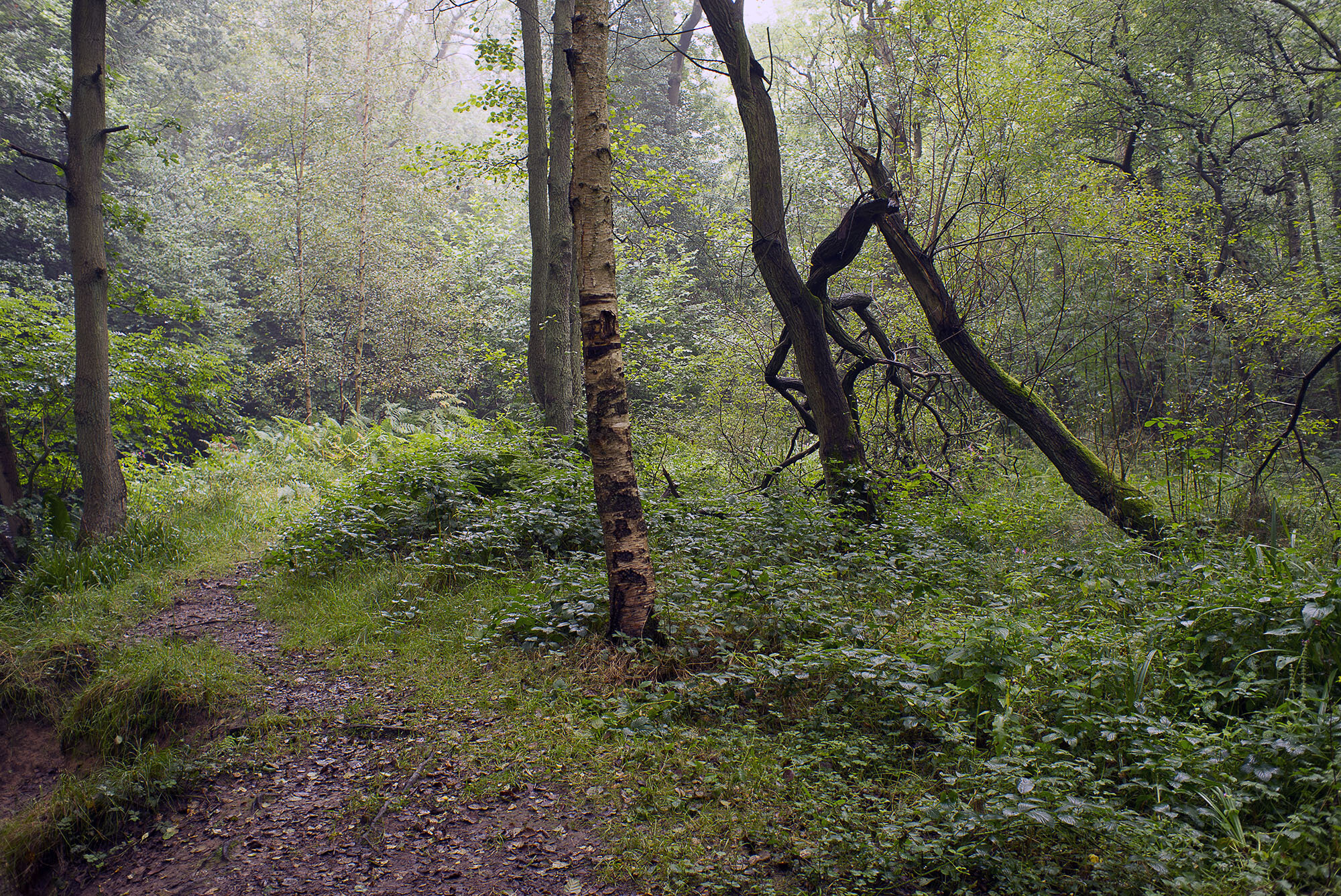 03. Woods. Yorkshire 2012.jpg