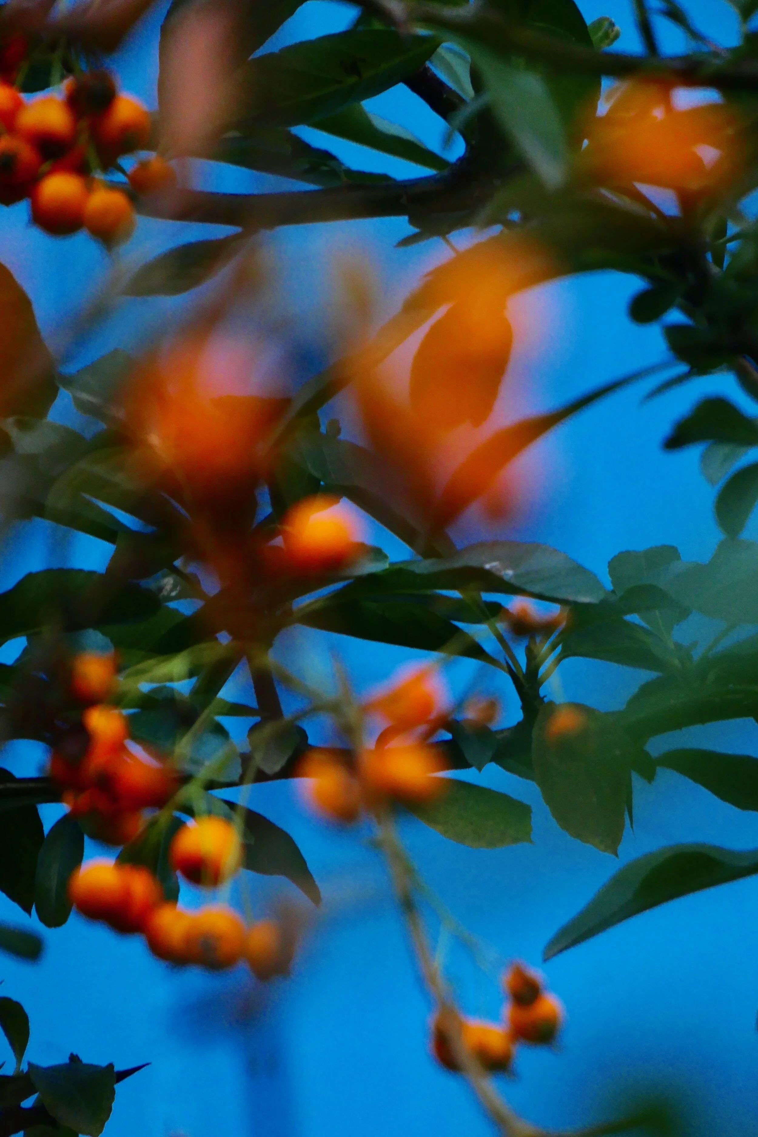 The Sweet Escape_ Marie-Lilien Funk_01.jpg