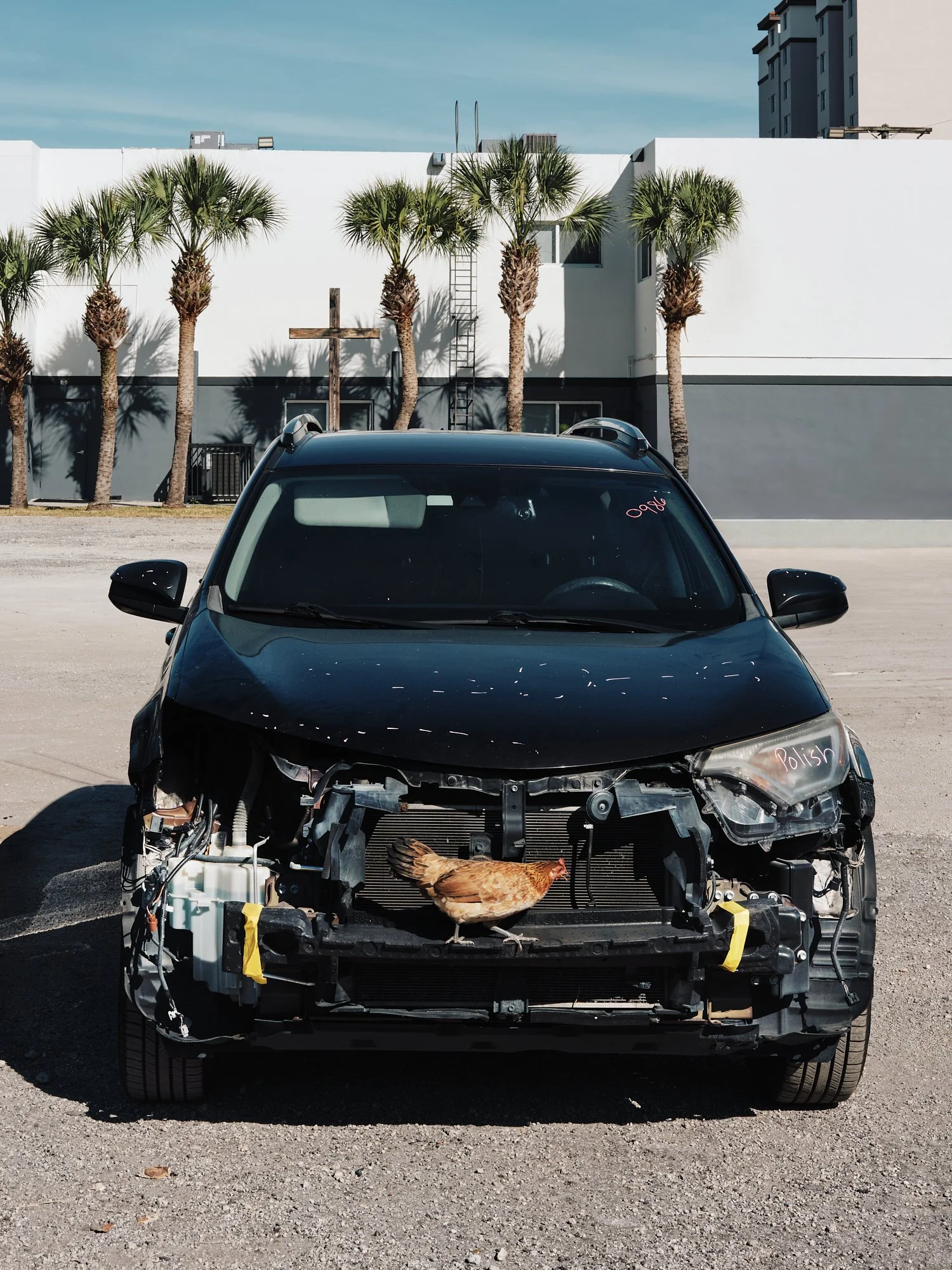 Urban Chicken, 2024.jpg