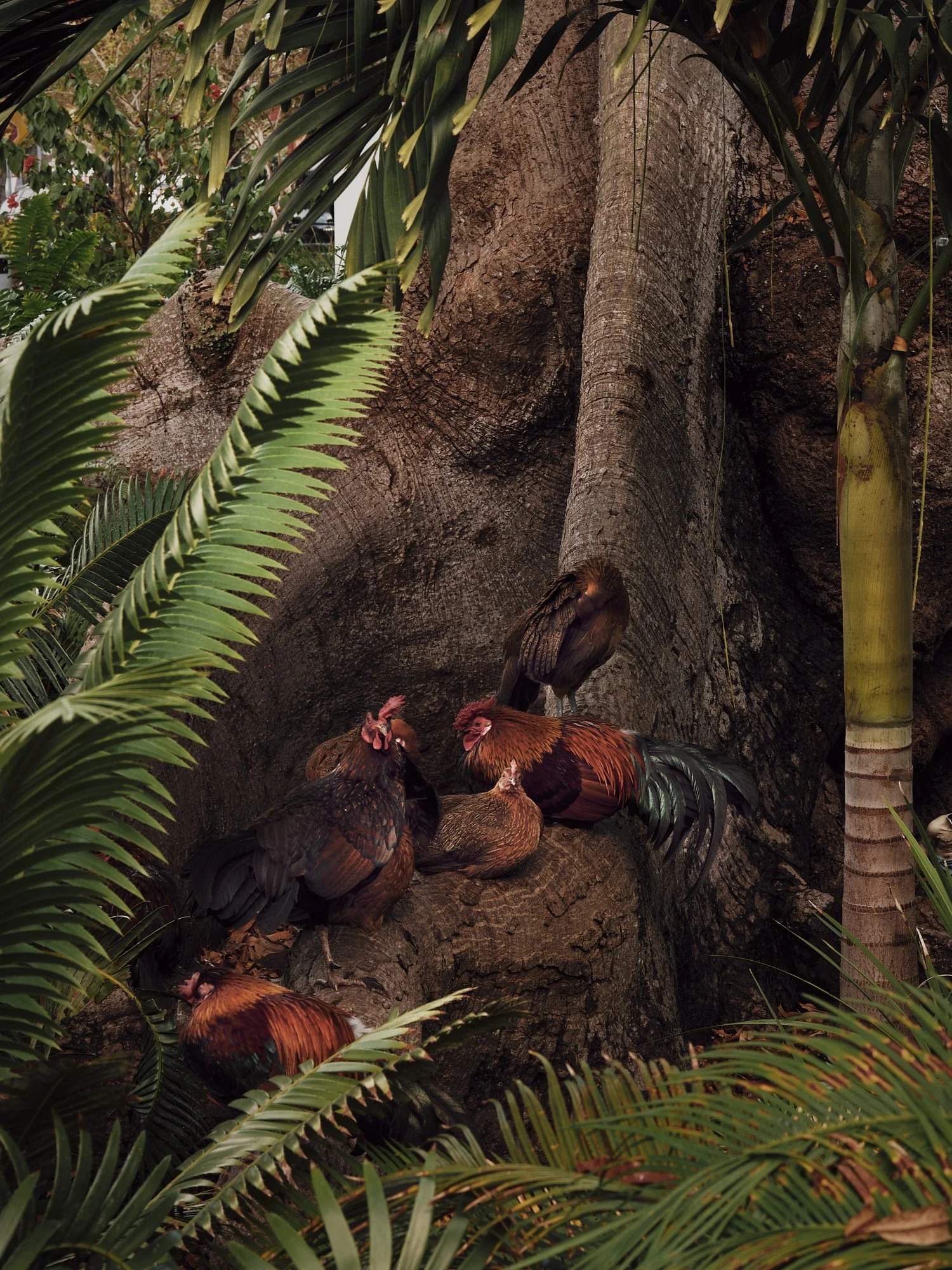 Little Havana Chicken, 2024.jpg