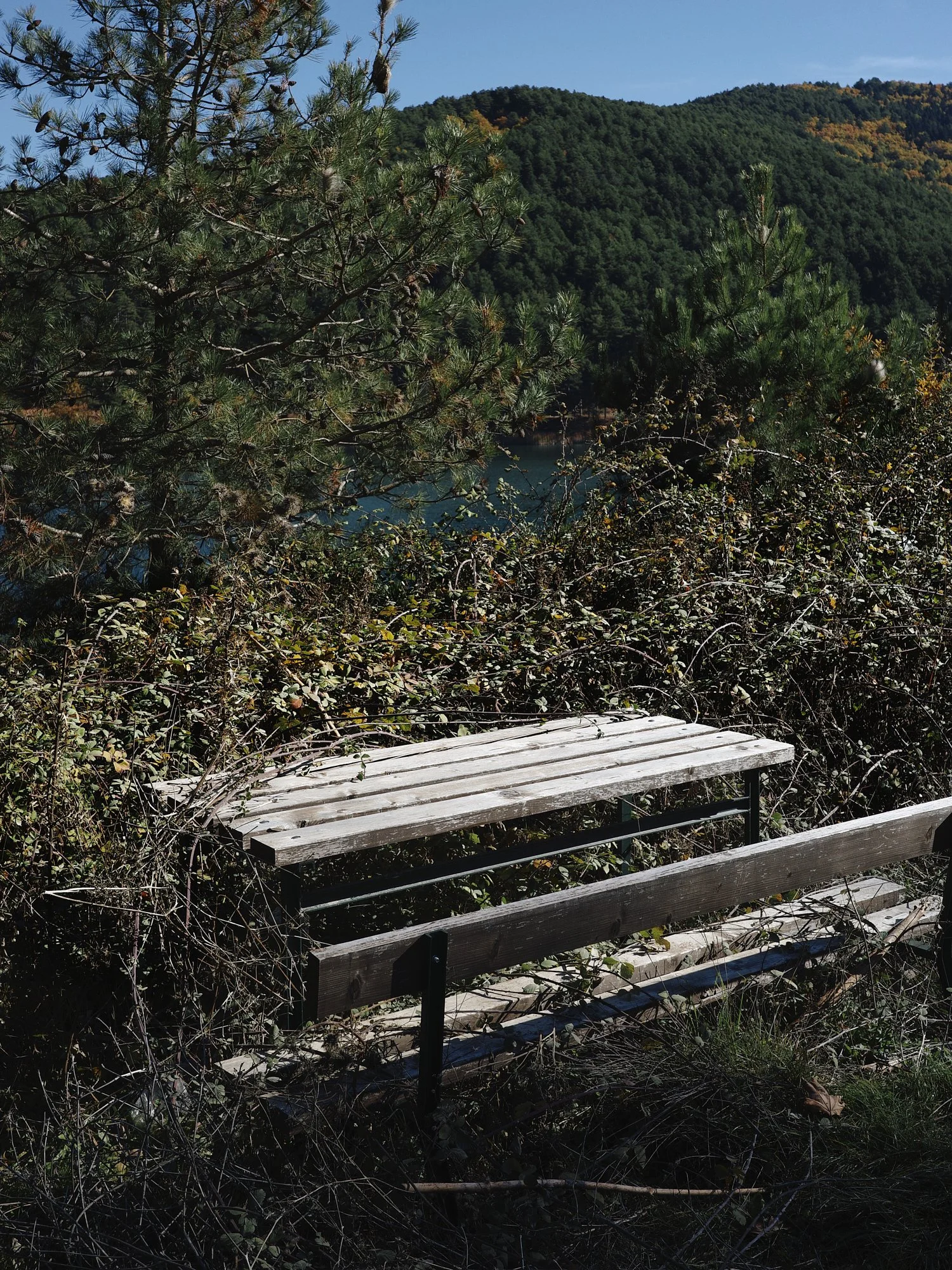 Limited View, 2024.jpg