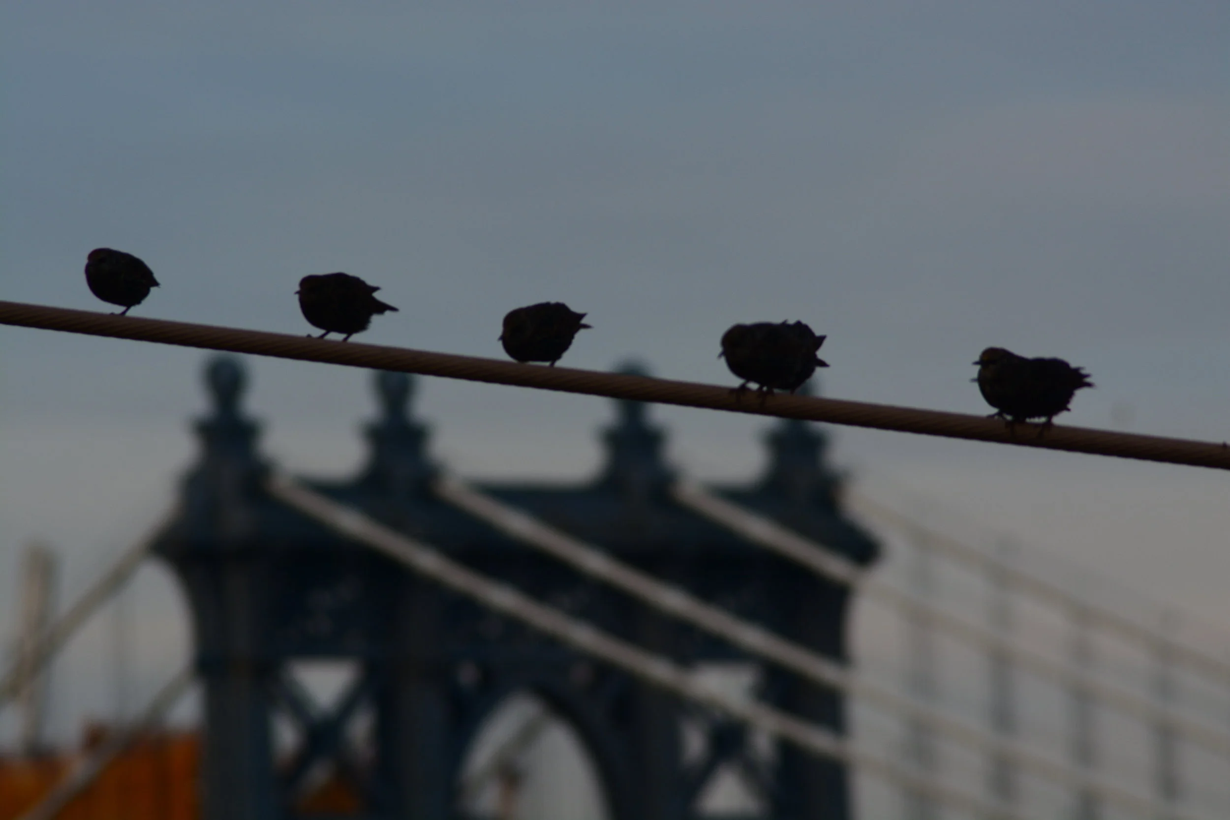 From the Brooklyn Bridge