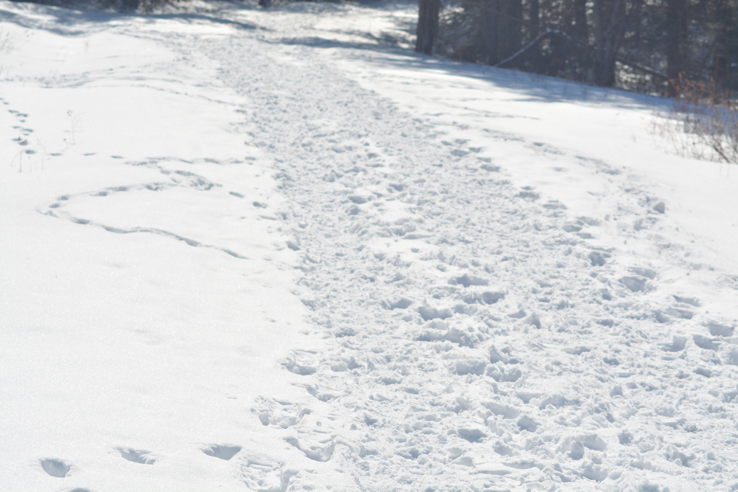 Snow Tracks