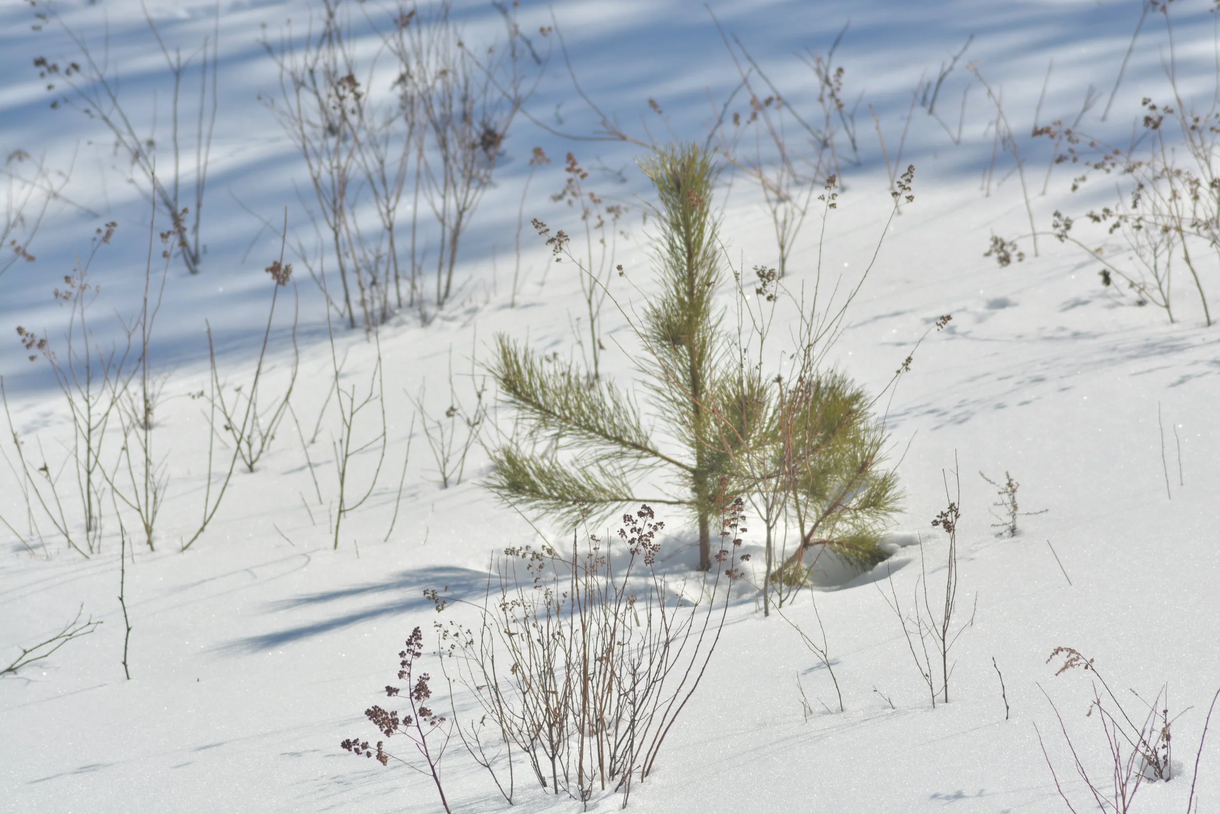 Young Coniferous