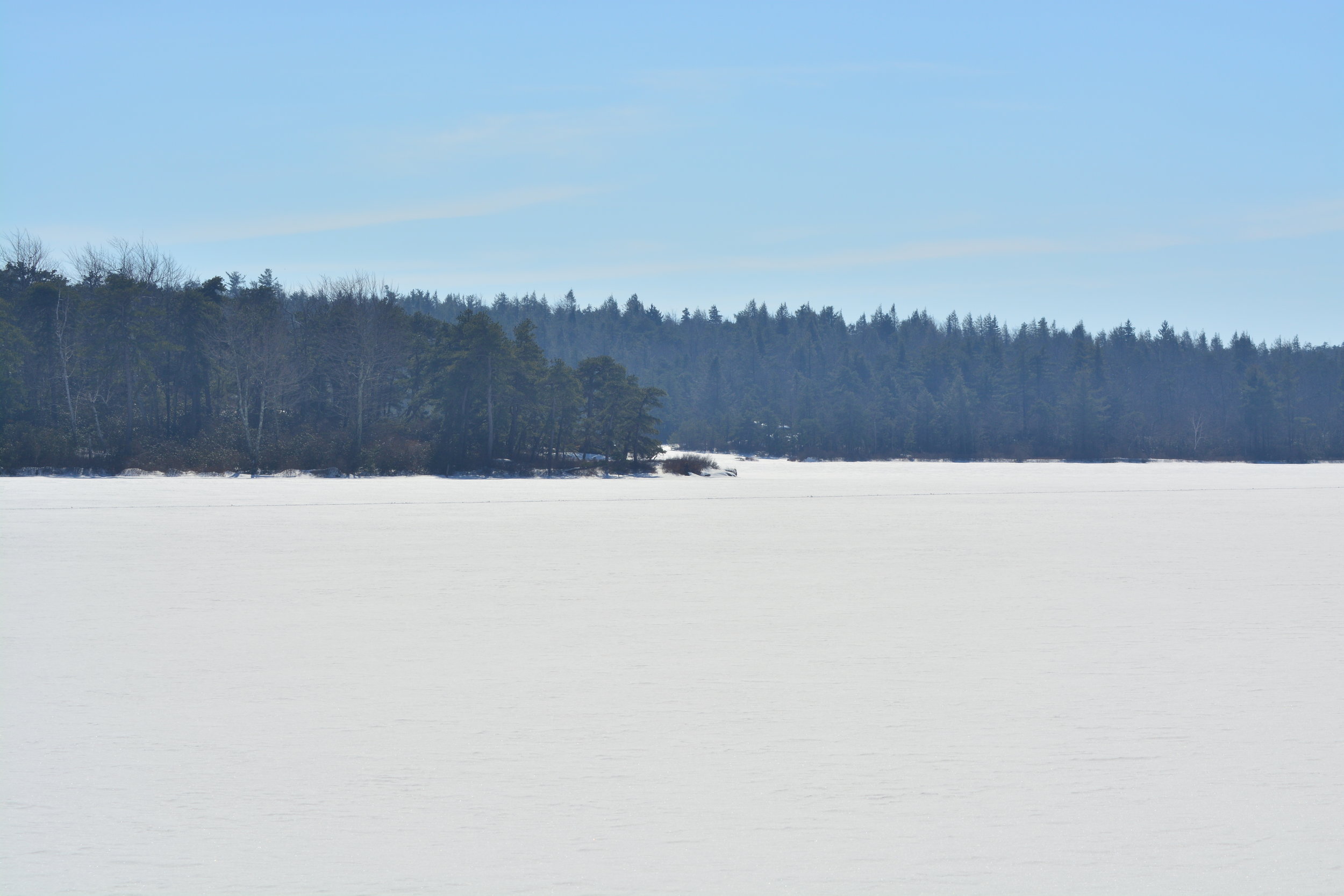 Frozen Lake // Pines