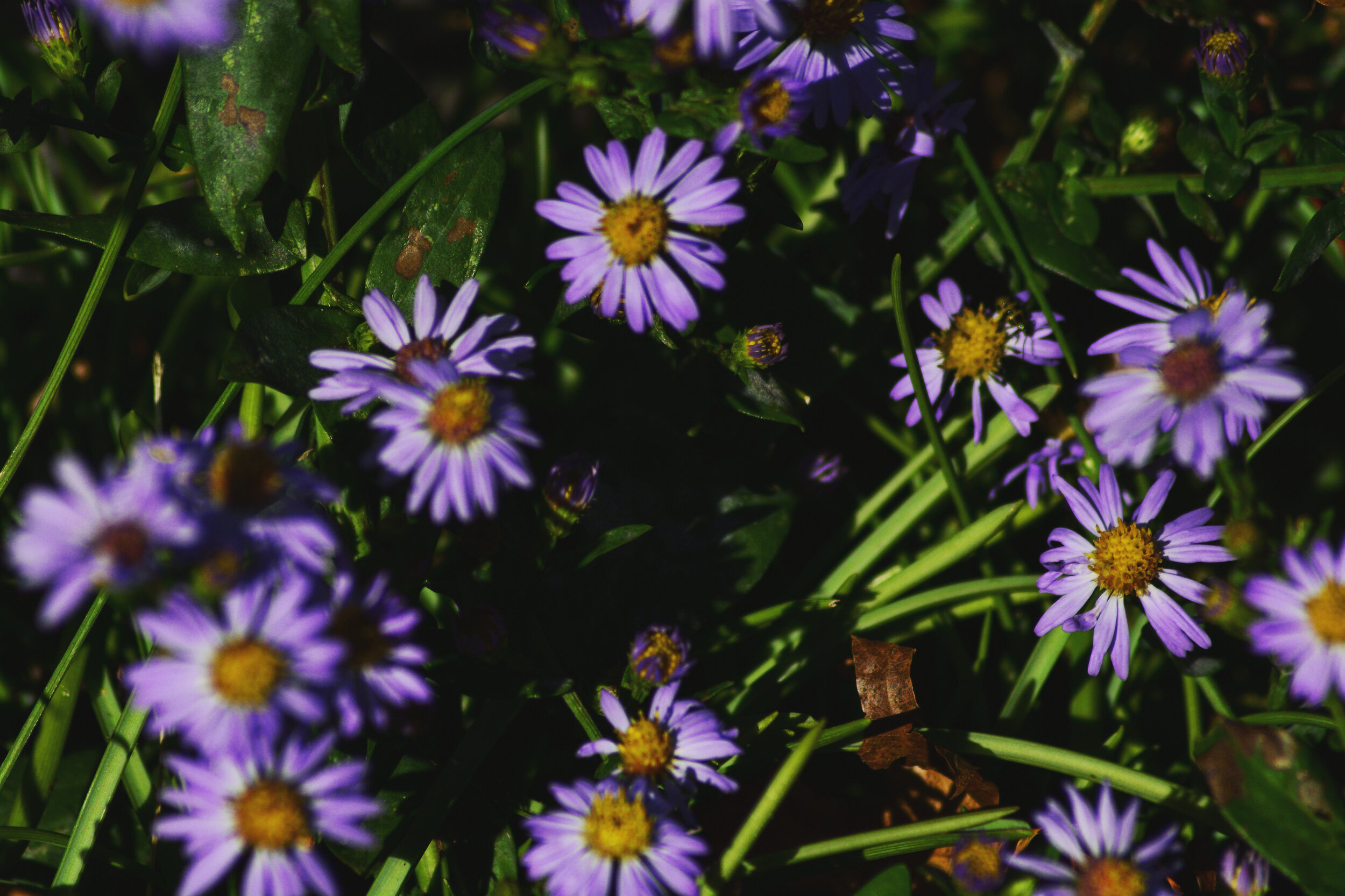 Beautiful Cemetery Flowers