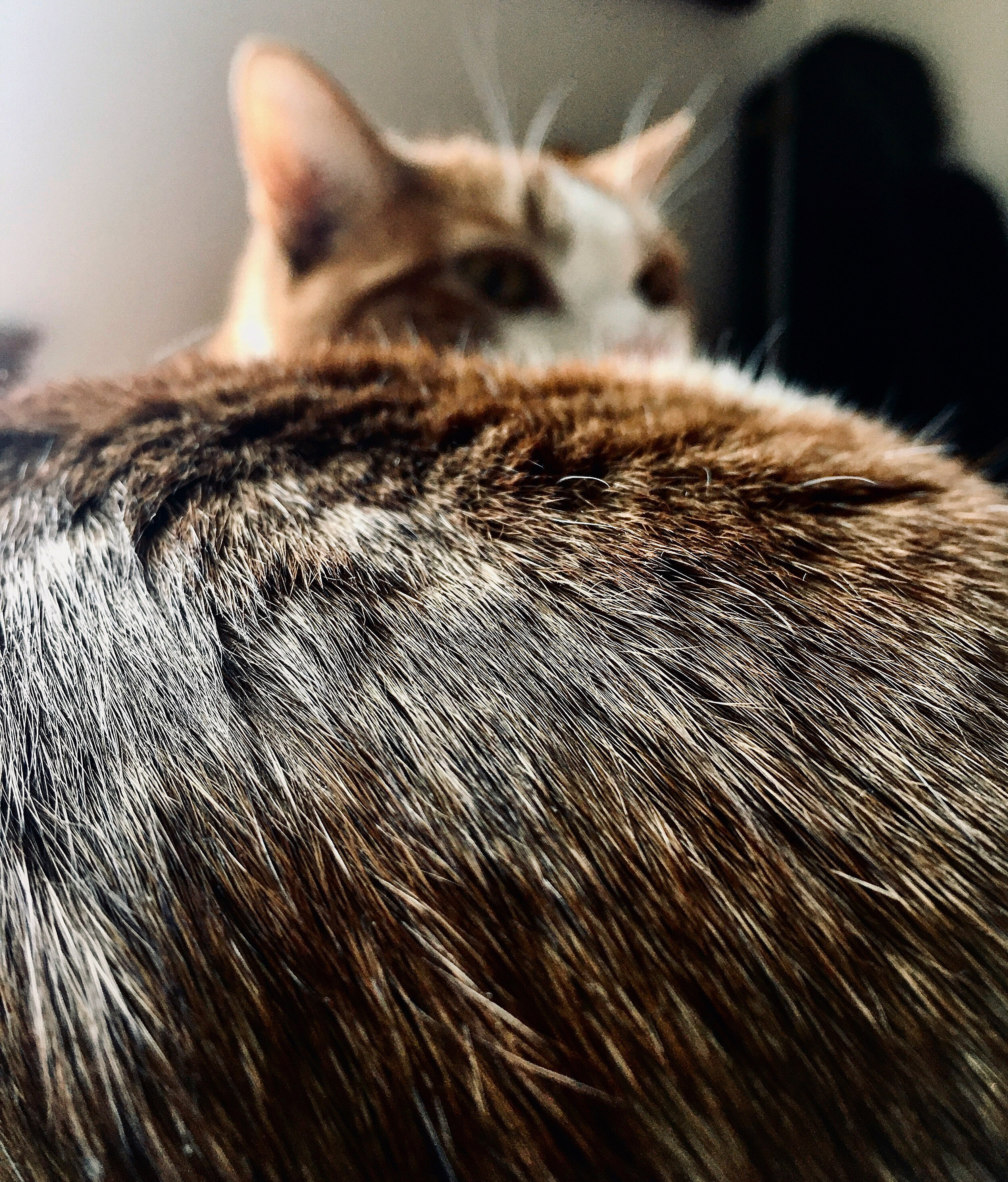 Lucy