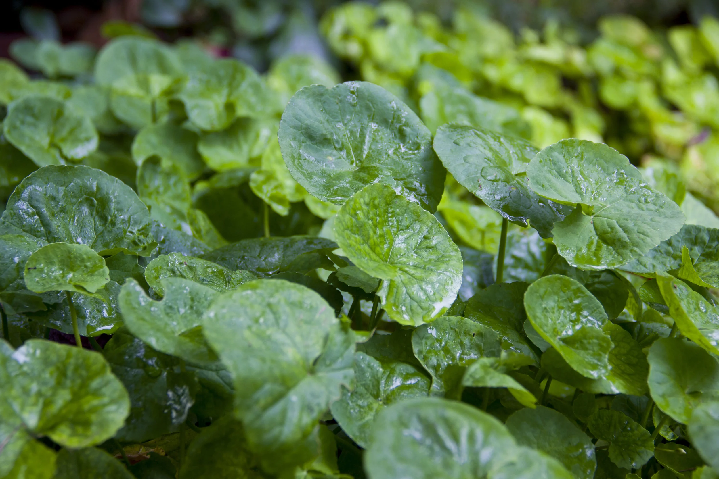 herbs.jpg