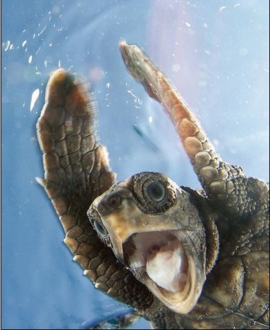 turtle-exuberance-1.jpg