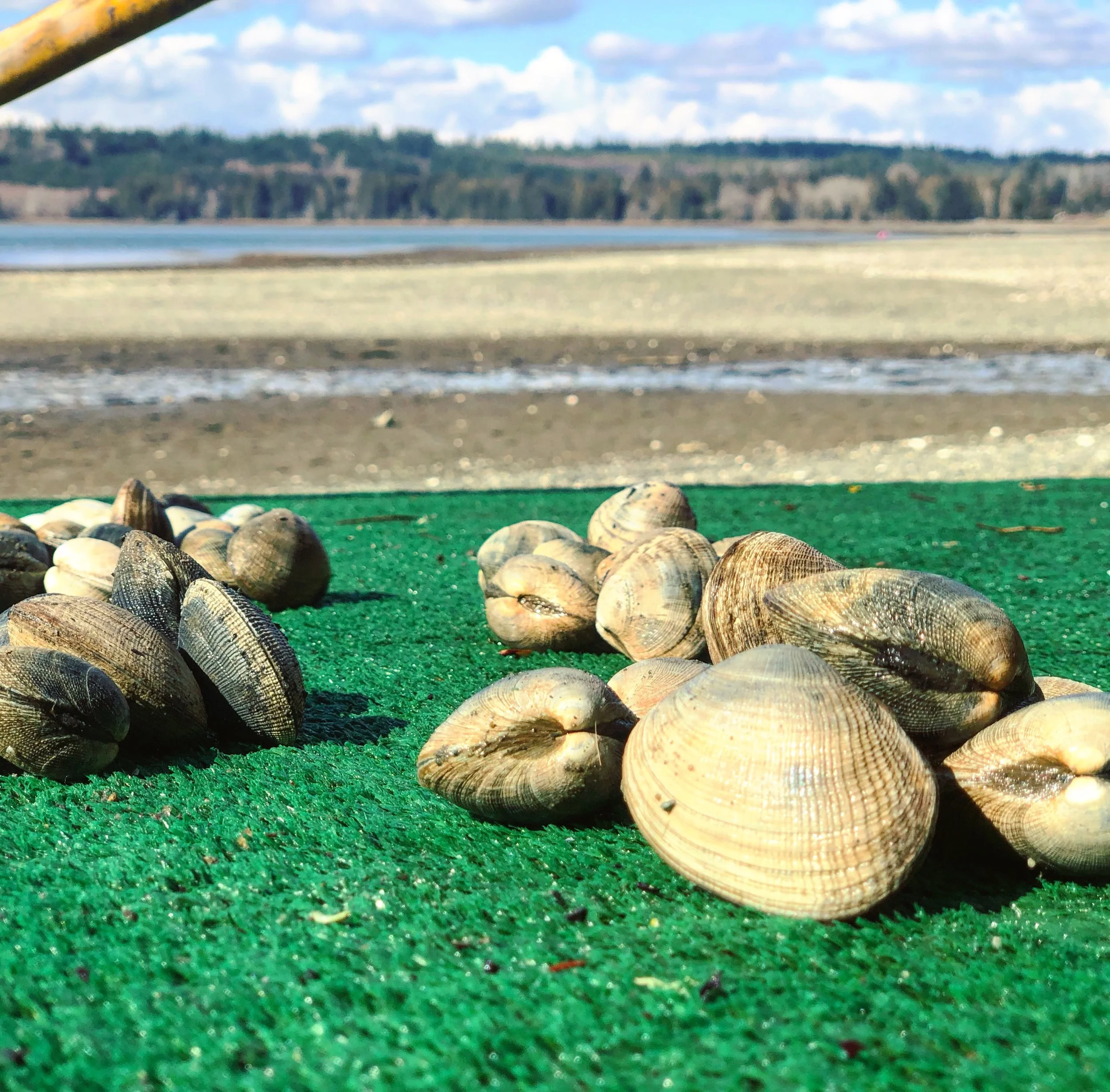 Clam You Believe It's Not Butter...Clams?