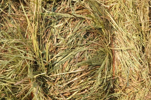 Bromegrass Hay