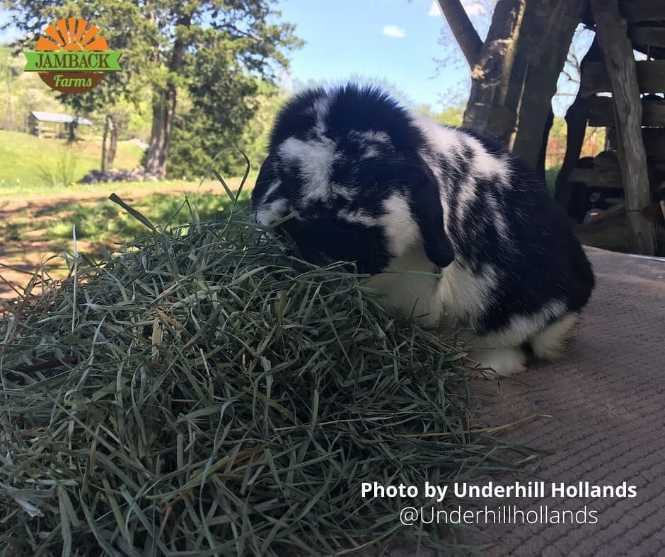 This is Mystic, she is a Holland Lop and she really loves our hay! Her owner/breeder Anna Underhill feeds Mystic and her other rabbits in her breeding program nothing but the best! #haylife #underhillhollands #rabbits #timothy #orchardgrass #familyow