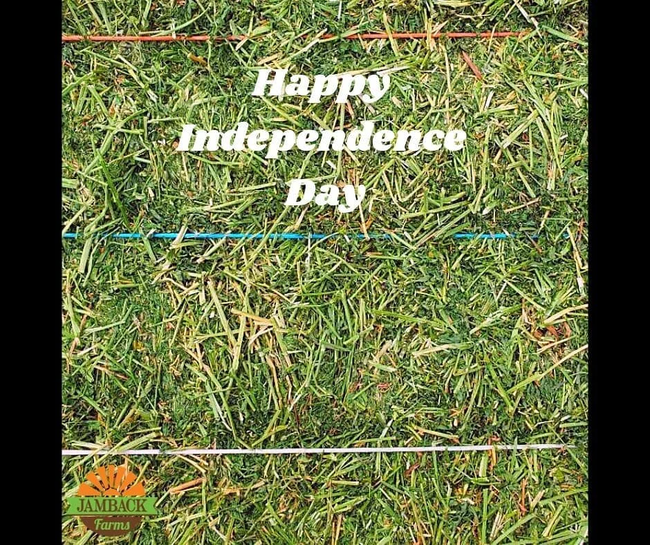 Happy Birthday America! We love the Red White and Blue! We hope everyone was a wonderful and safe 4th of July! #independenceday #americasbirthday🇺🇸 #haylife #familyowned #qualityhayandbedding #MajorAg