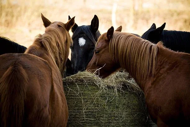 Understanding the Link Between Hay and Laminitis