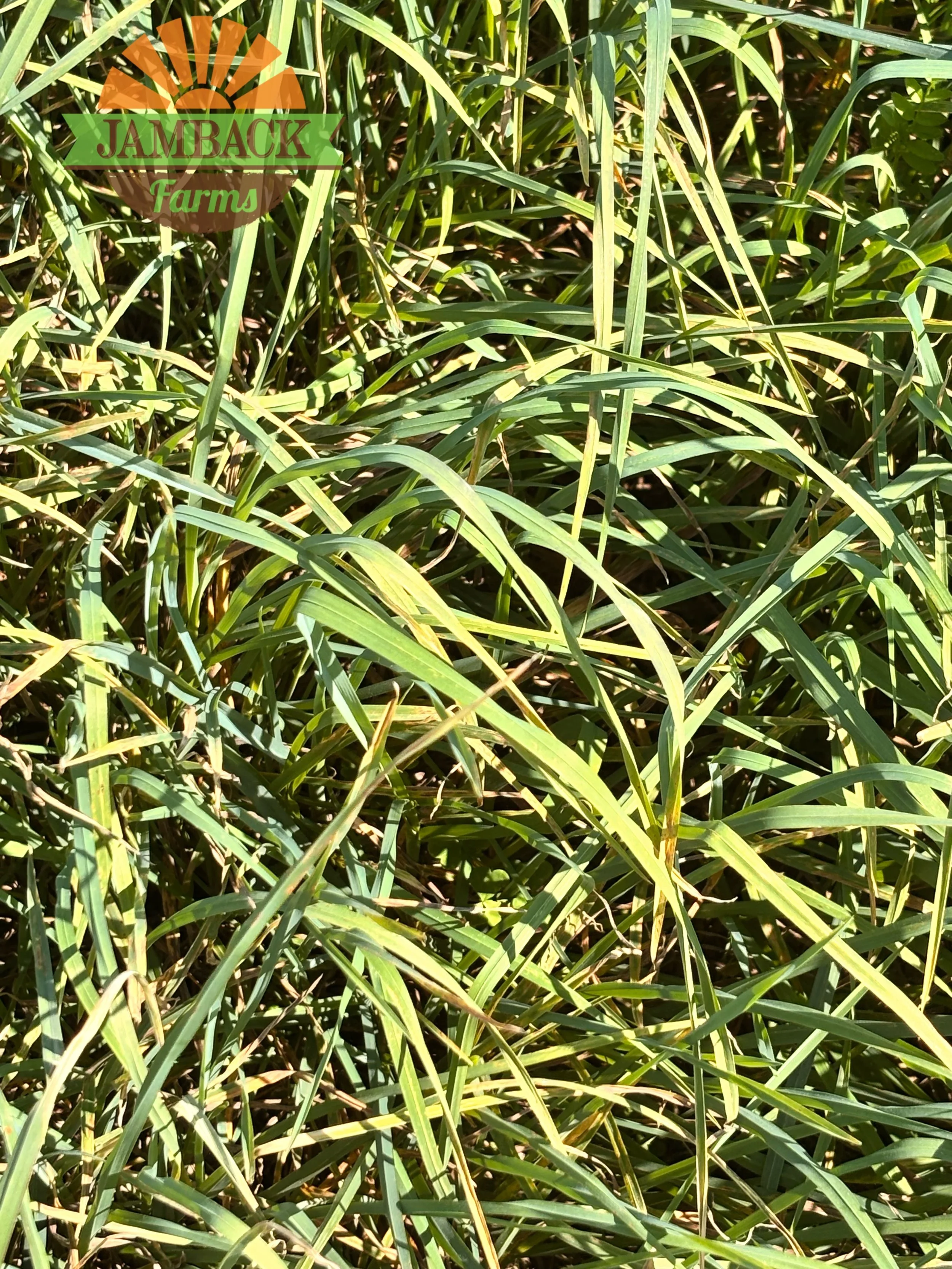 What Low-NSC Hay Really Means