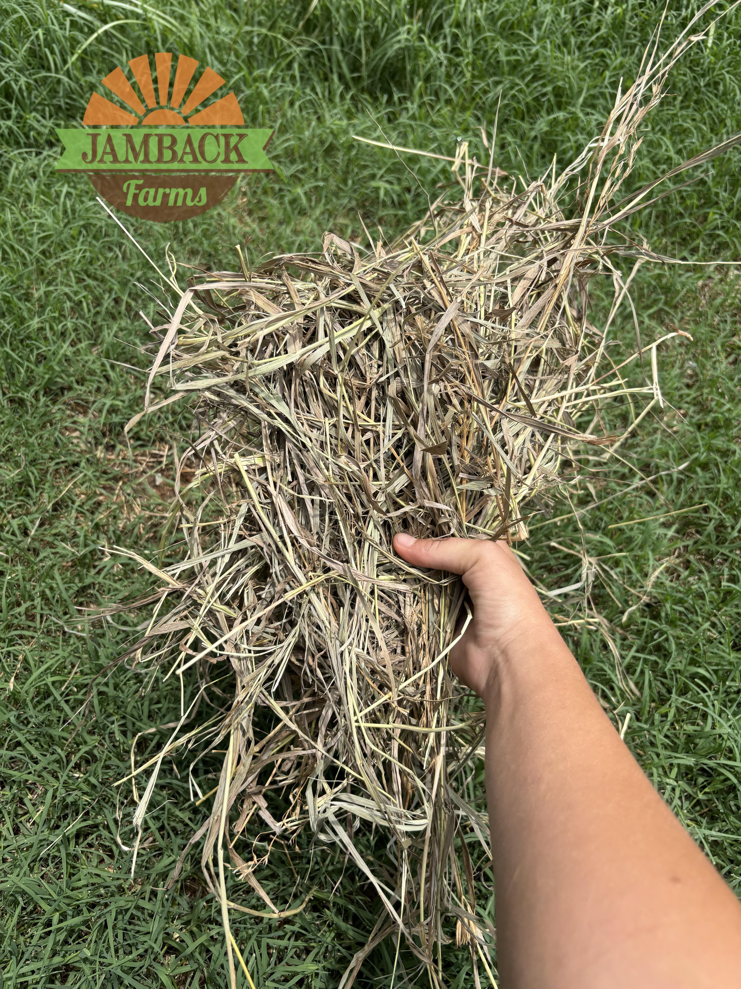 Hay Texture and Digestive Comfort