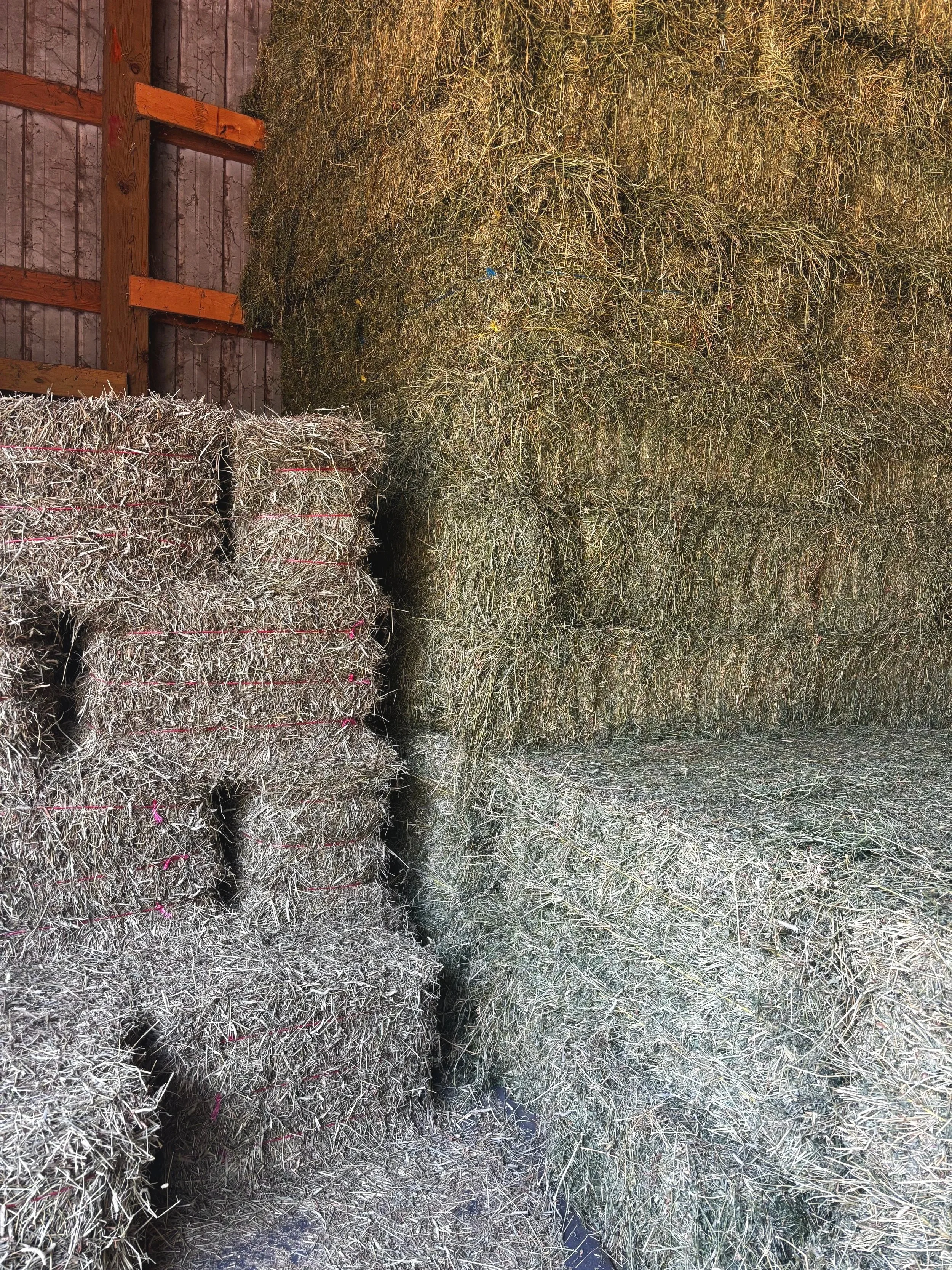 Preventing Digestive Upset During Hay Transitions