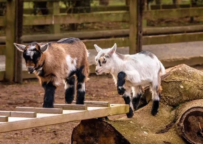 Hay for Pygmy and Miniature Goats
