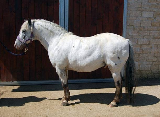 Why Consistency Matters for Metabolic Horses