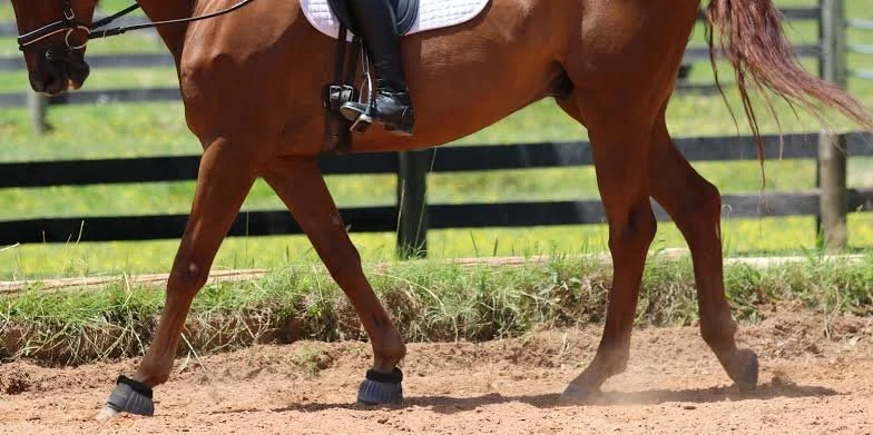 Common Feeding Mistakes with Laminitic Horses