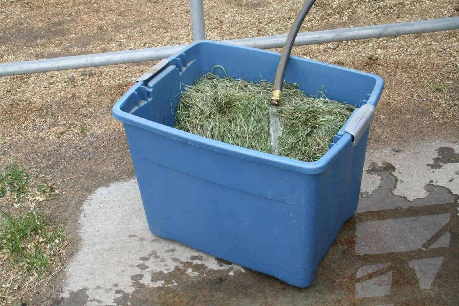 Is Soaking Hay Helpful for Metabolic Horses?