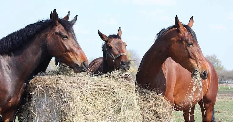 Hay Considerations for Equine Metabolic Syndrome
