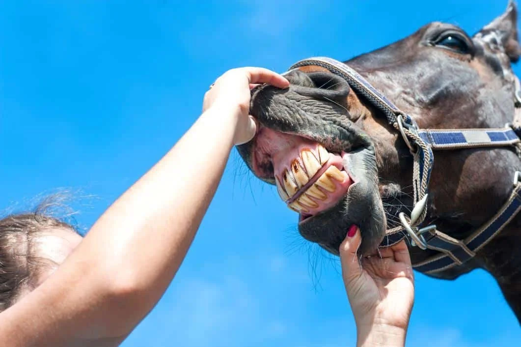 Feeding Senior Horses with Dental Challenges