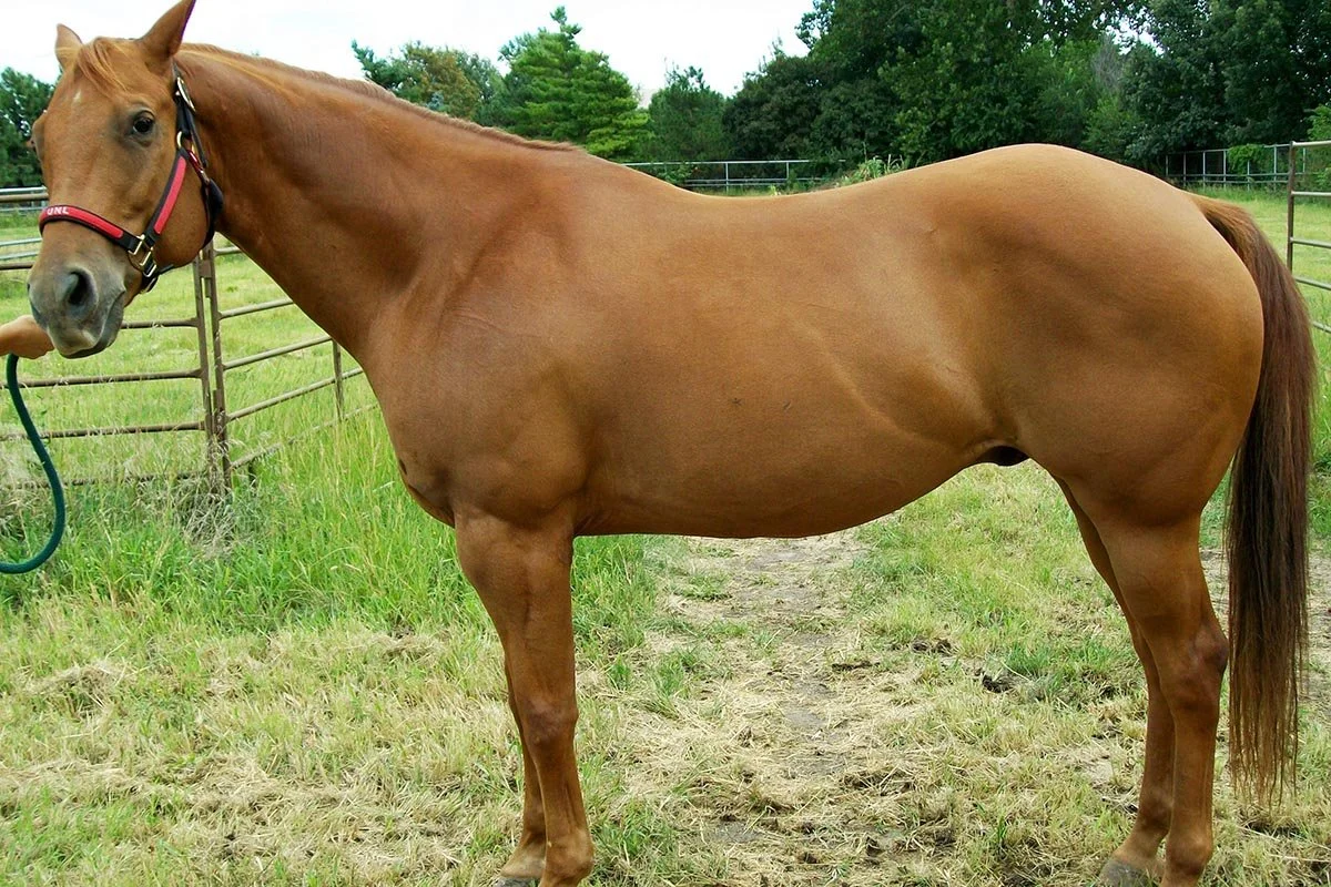 Why Some Horses Struggle to Maintain Weight