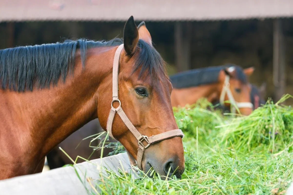 The Role of Digestible Fiber in Horse Nutrition