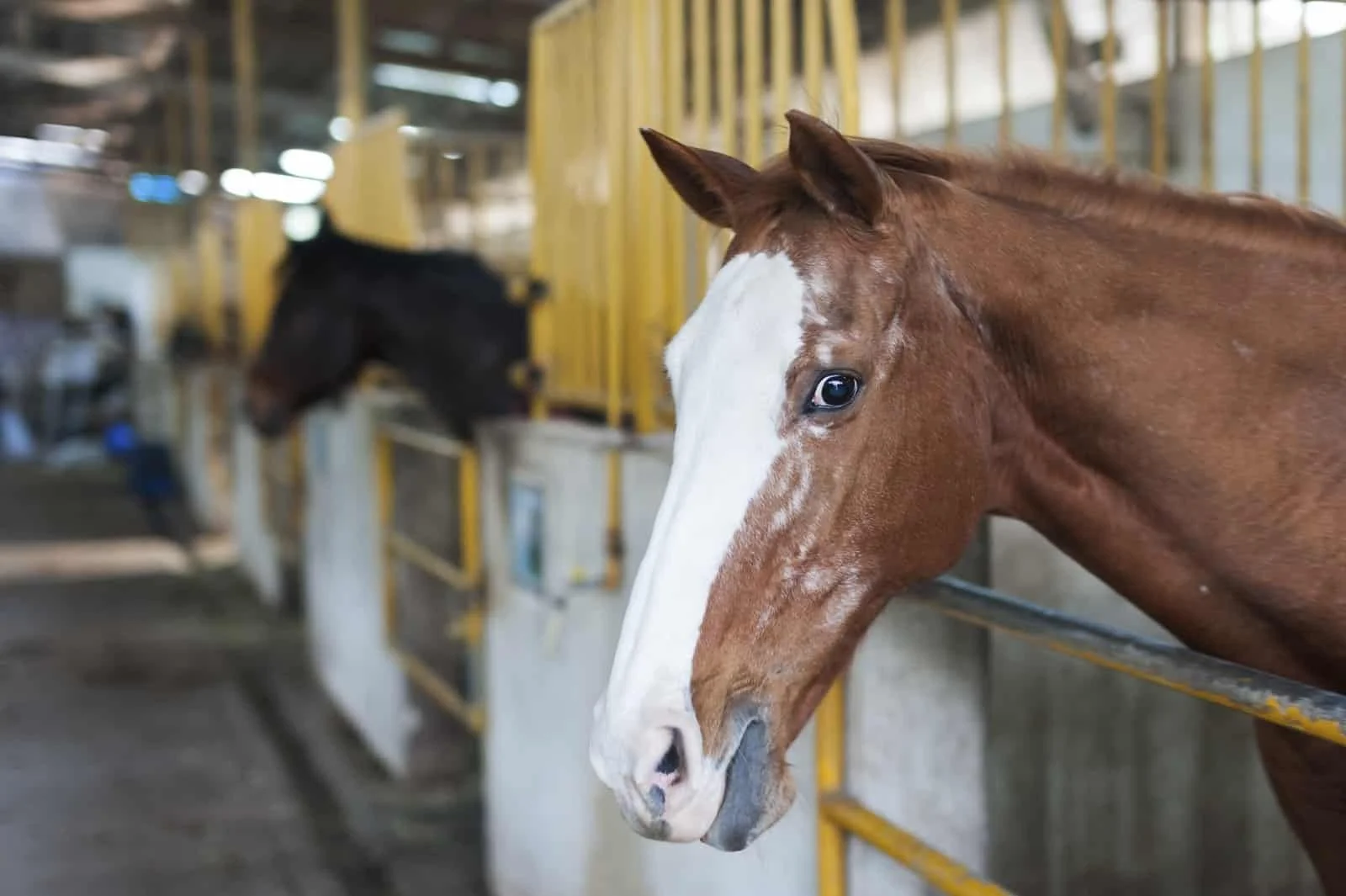 Choosing Softer Hay for Senior Horses